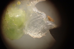 Cuscuta pacifica papillata