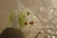 Cuscuta pacifica papillata