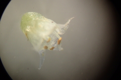 Cuscuta pacifica papillata