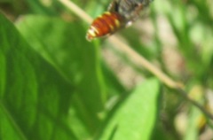 Nomada ferruginata