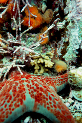 Heteropora pacifica