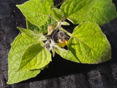 Physalis peruviana