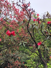 Rhododendron delavayi