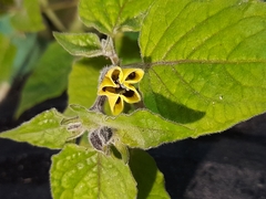 Physalis peruviana