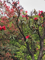Rhododendron delavayi