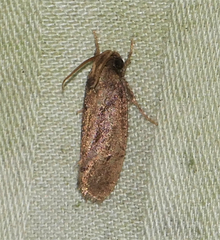 Acrolophus cockerelli