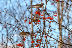 Turdus pilaris