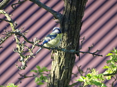 Cyanistes caeruleus