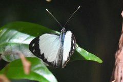 Pieriballia viardi