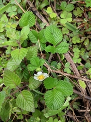 Fragaria nilgerrensis