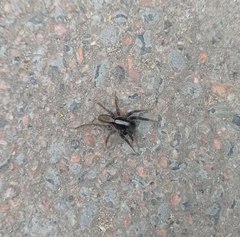 Alopecosa pulverulenta