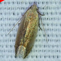 Anacampsis paltodoriella