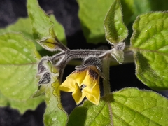 Physalis peruviana