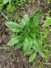 Plantago depressa