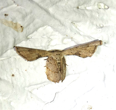 Antiplecta triangularis