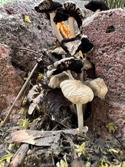 Coprinellus