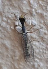Xanthostigma