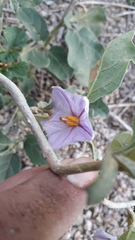 Solanum