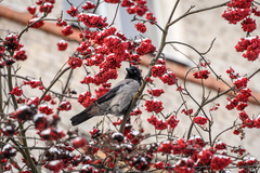 Corvus cornix