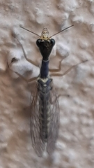 Xanthostigma