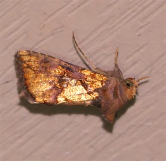 Argyrogramma verruca