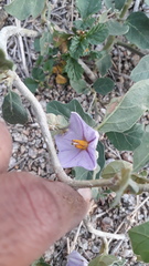 Solanum