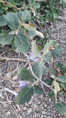 Solanum