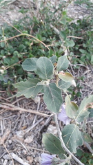Solanum