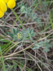Lotus delortii
