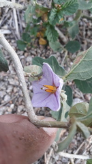Solanum