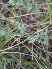 Lotus delortii