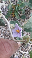 Solanum