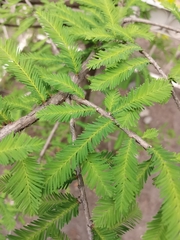 Taxodium mucronatum