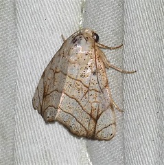 Bagisara tristicta