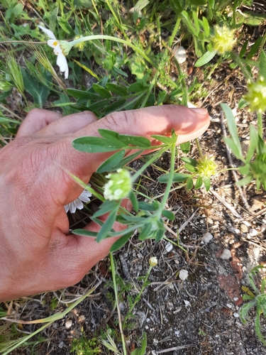 Anthyllis cornicina (Anthyllis cornicina)