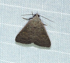 Bleptina flaviguttalis