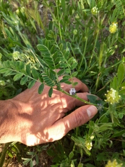 Astragalus sesameus