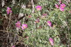 Rosa webbiana