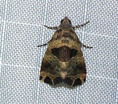 Cobubatha metaspilaris