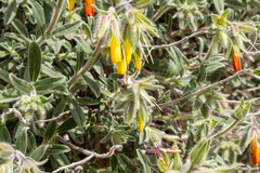Onosma frutescens
