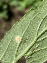 Puccinia hydrophylli