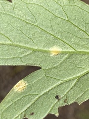 Puccinia hydrophylli