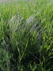 Stipa tirsa