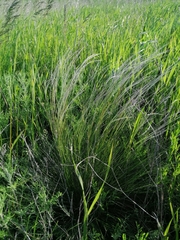 Stipa tirsa