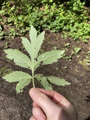 Puccinia hydrophylli