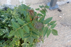 Ailanthus altissima