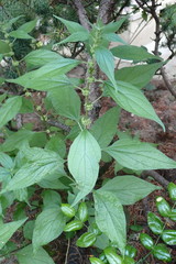 Parietaria officinalis