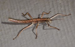 Anisomorpha ferruginea