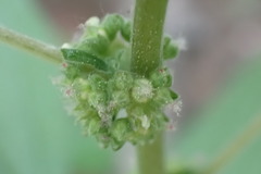 Parietaria officinalis