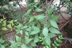 Parietaria officinalis